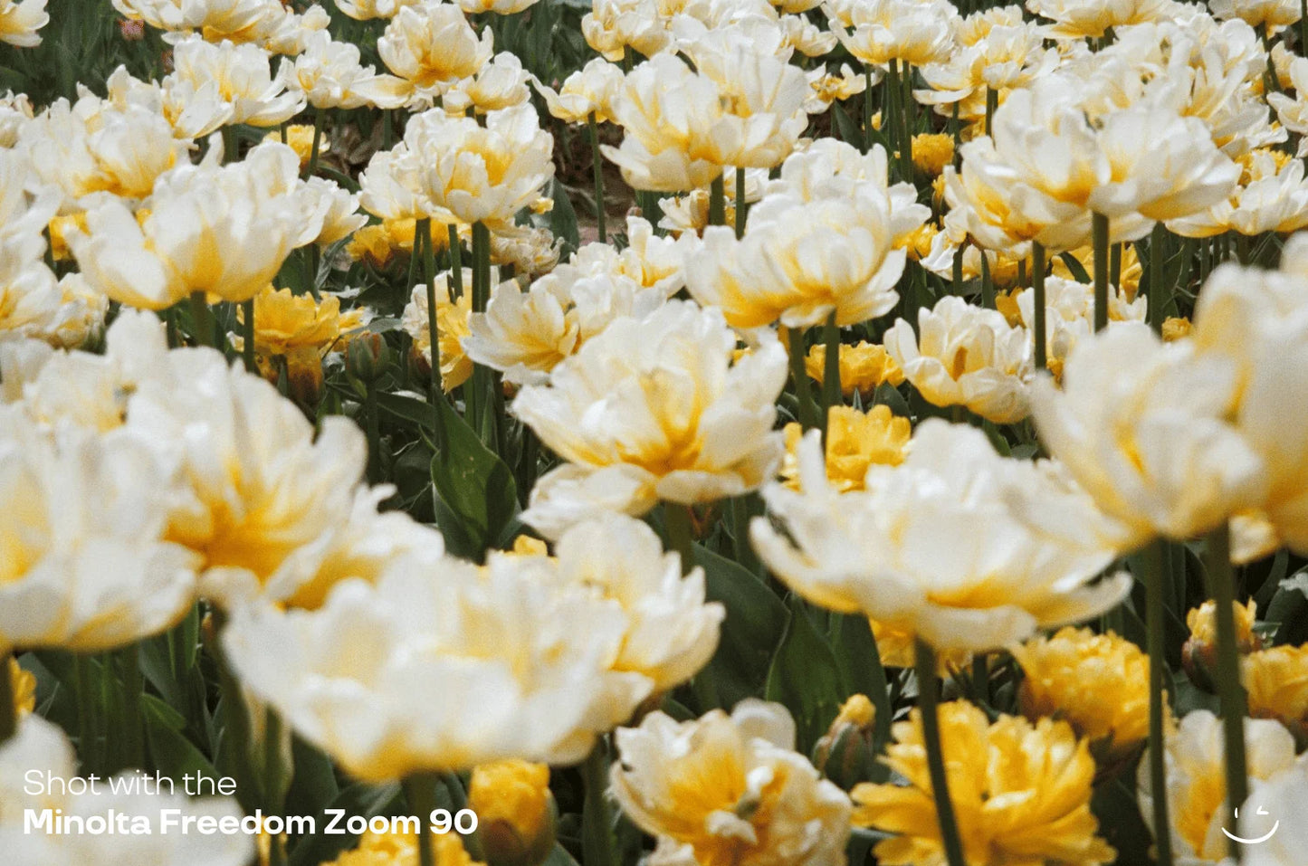 Minolta Freedom Zoom 90